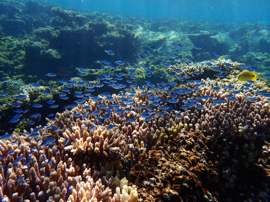 Snorkel Discovery vanop de Coral Breeze