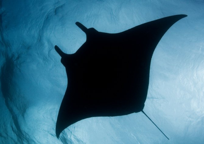 Zwemmen met de Giant Manta Ray