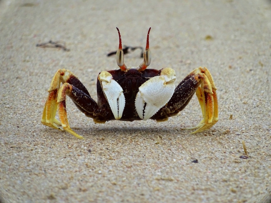 Dansen met de krabben