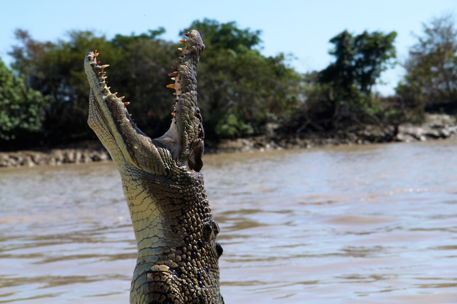 De opspringende krokodillen van de Adelaide River