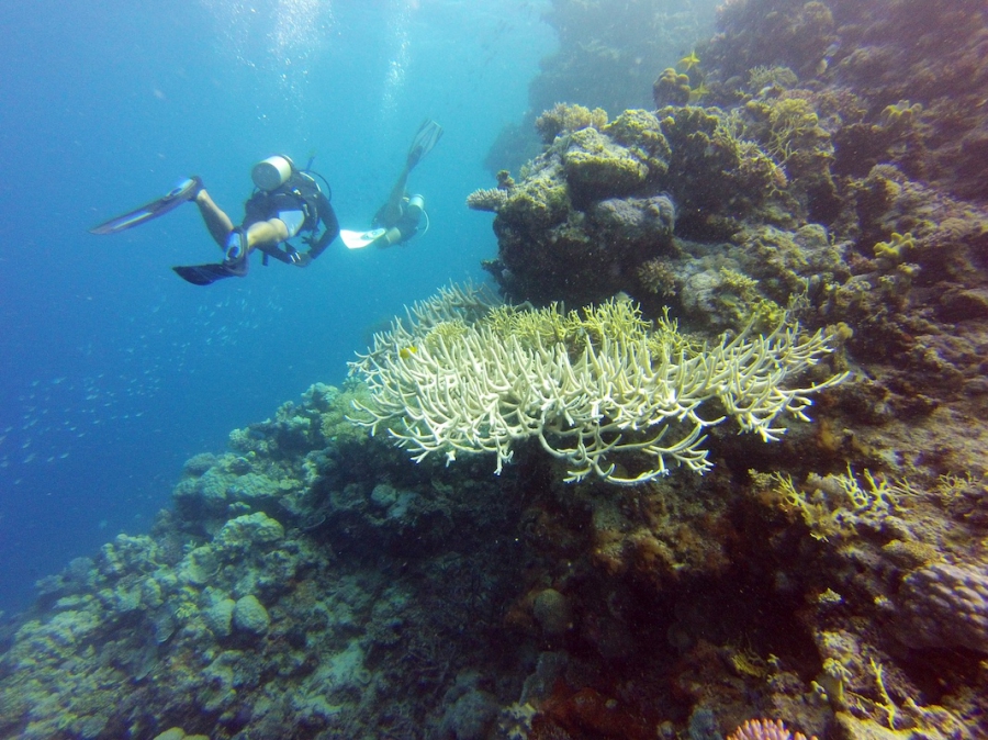 Ribbon Reef No. 3 & Escape Reef