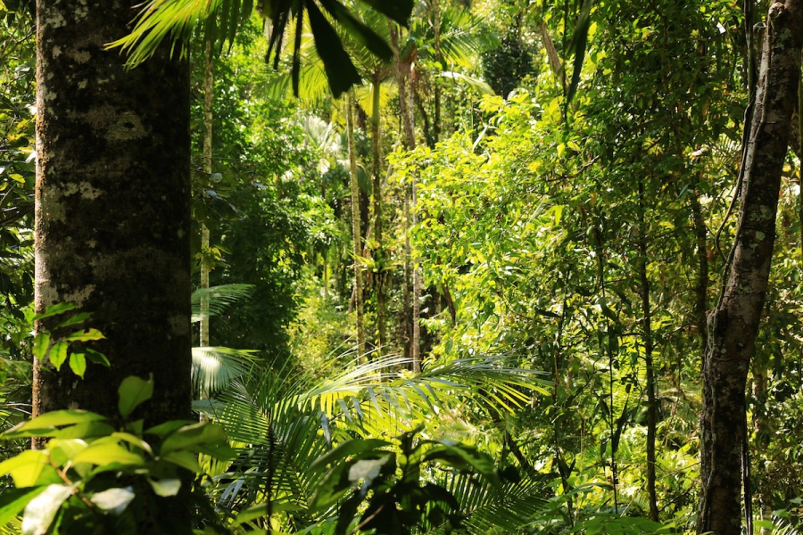 Op verkenning door het Daintree tropische regenwoud